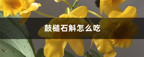 鼓槌石斛怎么吃