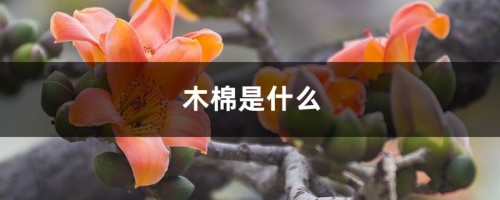 木棉是什么，是花还是树