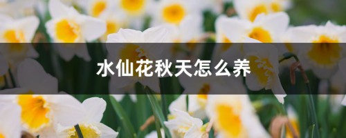 水仙花秋天怎么养