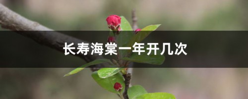 长寿海棠一年开几次