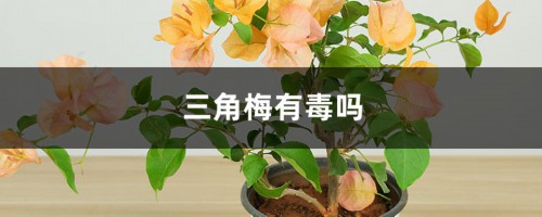 三角梅有毒吗