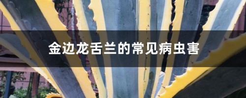 金边龙舌兰的常见病虫害