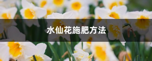 水仙花施肥方法