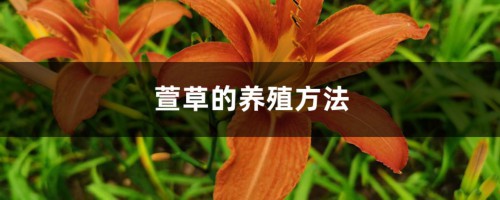 萱草的养殖方法