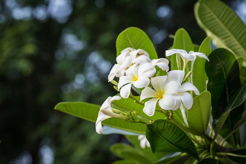 鸡蛋花