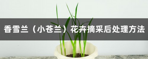 香雪兰（小苍兰）花卉摘采后处理方法